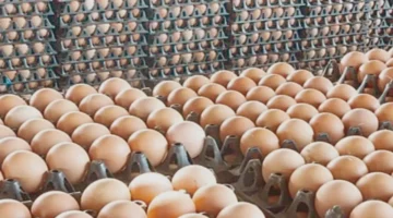 تغيرات ملحوظة في سعر كرتونة البيض للمستهلك داخل الأسواق المحلية المصرية اليوم